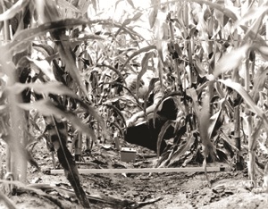 LI-COR輻射傳感器(圖2)